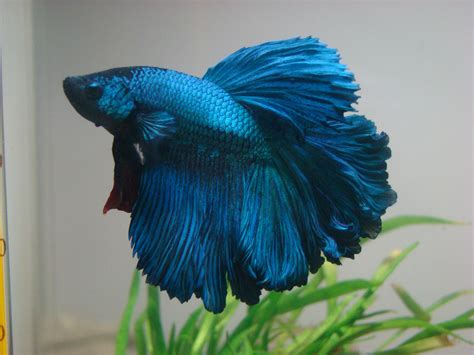 Peixe Betta .